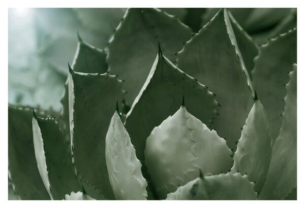 Tablou - Agave verde (90x60 cm)