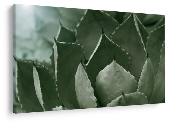 Tablou - Agave verde (90x60 cm)