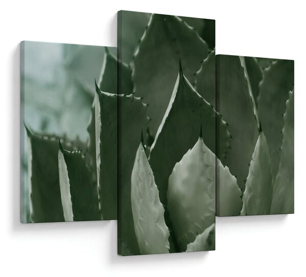 Tablou - Agave verde (90x60 cm)