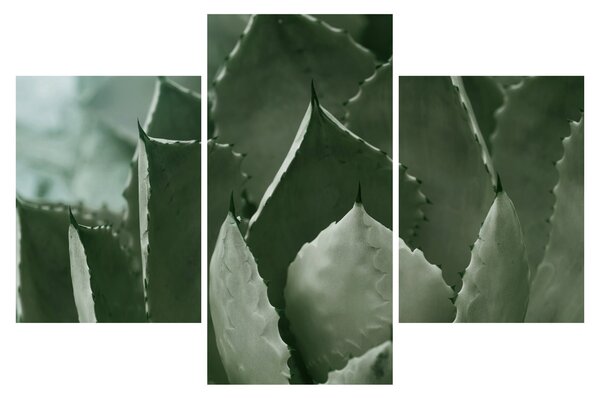 Tablou - Agave verde (90x60 cm)