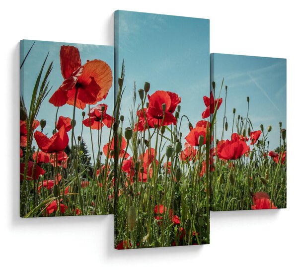 Tablou - Pe câmpul cu maci (90x60 cm)
