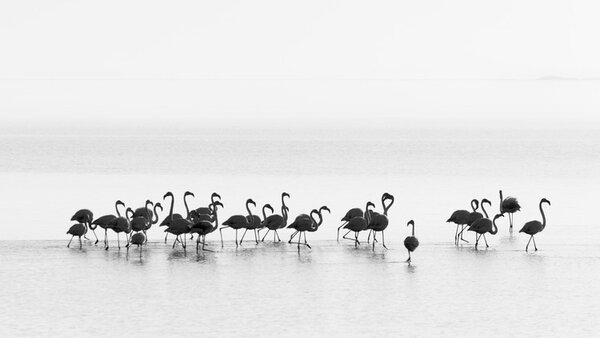 Fotografie de artă Flamingos, Joan Gil Raga, (40 x 22.5 cm)