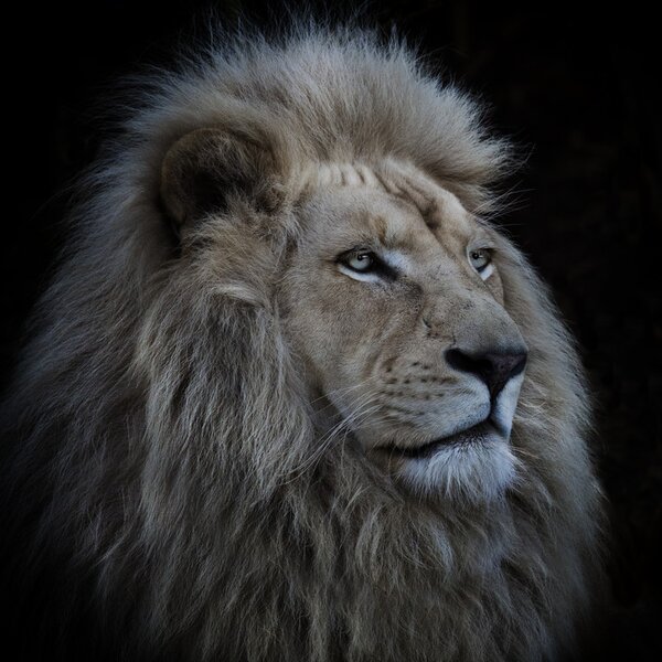 Fotografie de artă Proud Lion, Louise Wolbers, (40 x 40 cm)