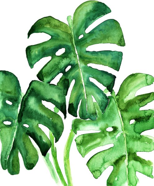 Ilustrare Watercolor monstera leaves, Blursbyai, (26.7 x 40 cm)