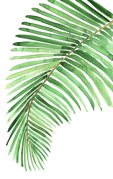 Ilustrare Watercolor palm leaf, Blursbyai, (26.7 x 40 cm)