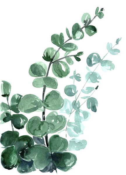 Ilustrare Watercolor eucalyptus bouquet, Blursbyai, (30 x 40 cm)