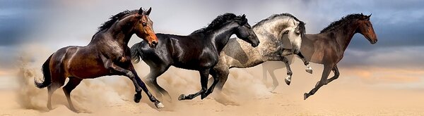 Poster autocolant Wild Horses, 500 x 14 cm