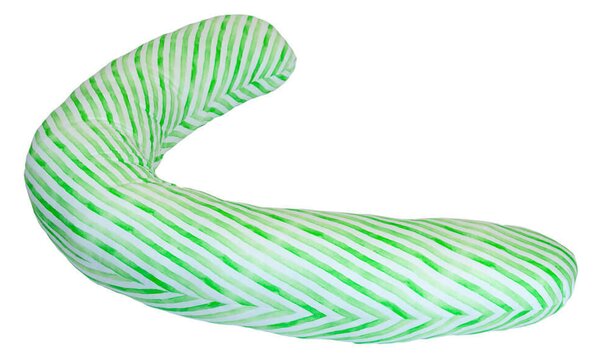Perna gravida green stripes