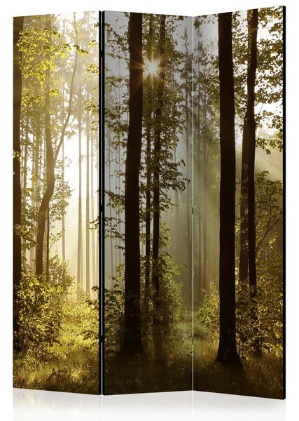 Paravan - Forest: Morning Sunlight [Room Dividers]