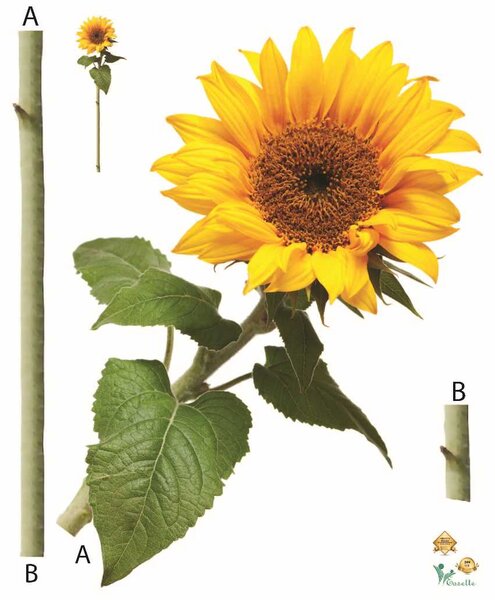 Sticker Floarea Soarelui - Sun flower - 60x80 cm