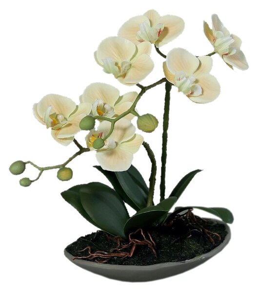 Orhidee artificiala Phalaenopsis crem cu aspect 100% natural in vas ceramic, 30 cm