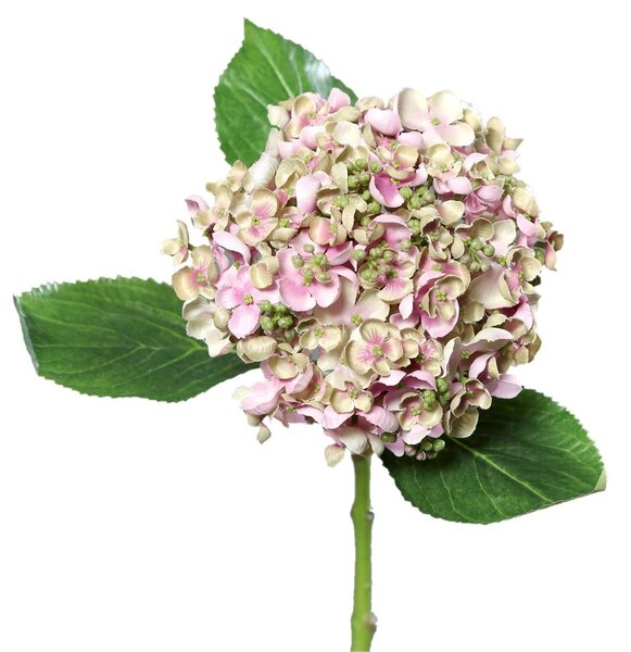 Hortensie cu flori mici verde-roz, 44 cm