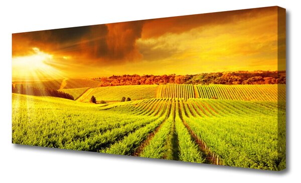 Tablou pe panza canvas Câmp Sunset Peisaj Verde Galben
