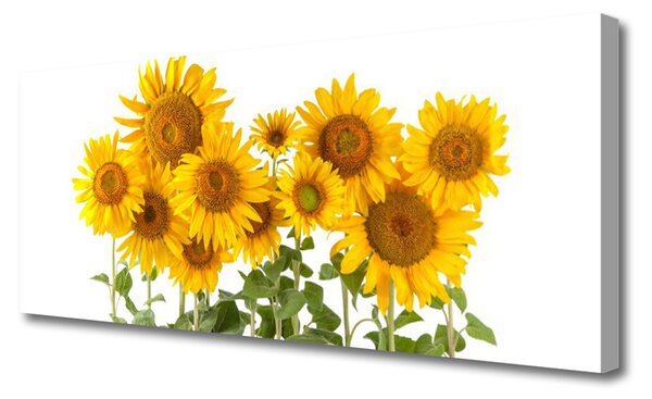 Tablou pe panza canvas Floarea soarelui Floral aur galben verde
