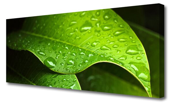Tablou pe panza canvas Picături de rouă Leaf Floral Verde