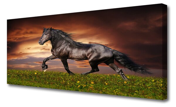 Tablou pe panza canvas Black Horse Meadow Animale Negru Verde Roșu