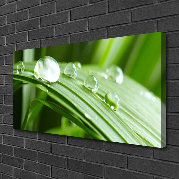 Tablou pe panza canvas Frunze Picături de rouă Floral Verde