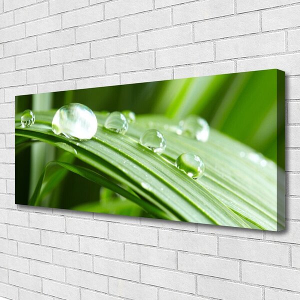 Tablou pe panza canvas Frunze Picături de rouă Floral Verde