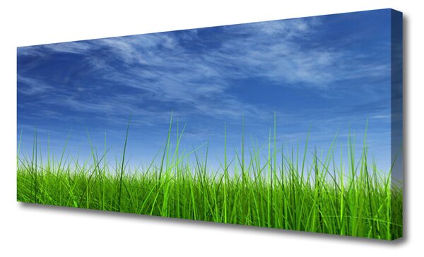 Tablou pe panza canvas Sky Grass Nature Albastru Verde