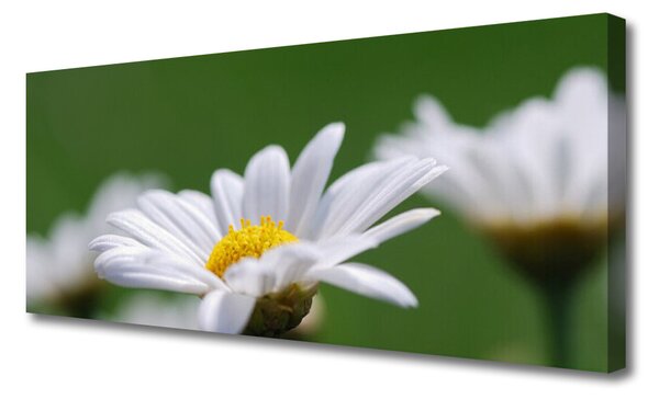 Tablou pe panza canvas Daisy Floral Alb Galben Verde