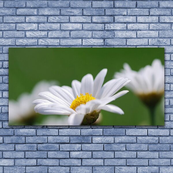 Tablou pe panza canvas Daisy Floral Alb Galben Verde