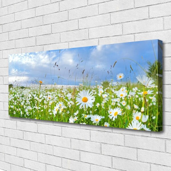 Tablou pe panza canvas Meadow Natura Alb Galben Margarete Verde Albastru
