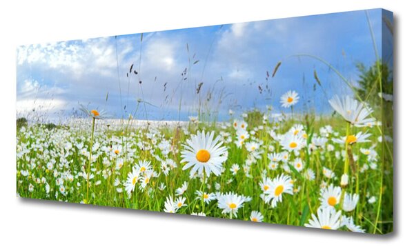 Tablou pe panza canvas Meadow Natura Alb Galben Margarete Verde Albastru