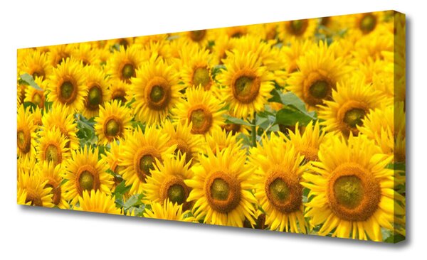 Tablou pe panza canvas Floarea soarelui Floral Galben Maro Verde