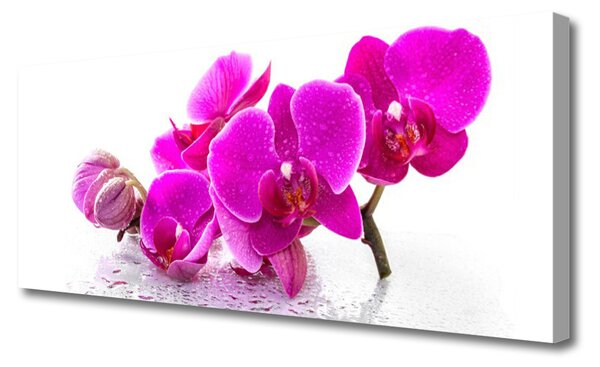 Tablou pe panza canvas Flori roz Floral