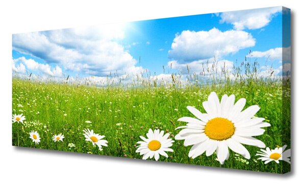 Tablou pe panza canvas Daisy Iarbă Natura Alb Galben Verde