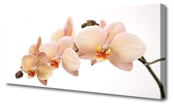 Tablou pe panza canvas Flori Floral Alb Brun