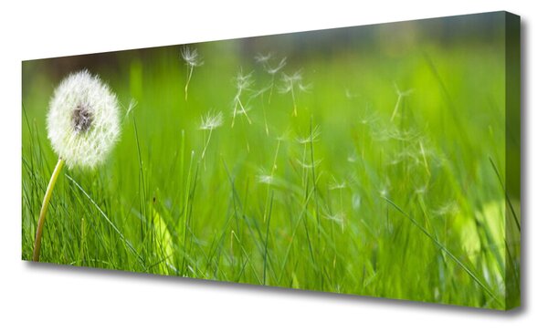 Tablou pe panza canvas Pusteblume Iarbă Floral Alb Verde