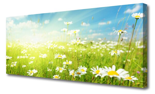 Tablou pe panza canvas Meadow Margarete Natura Verde Alb