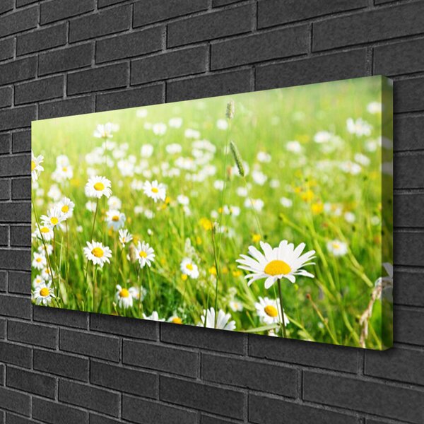 Tablou pe panza canvas Meadow Natura Alb Galben Margarete Verde