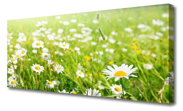 Tablou pe panza canvas Meadow Natura Alb Galben Margarete Verde