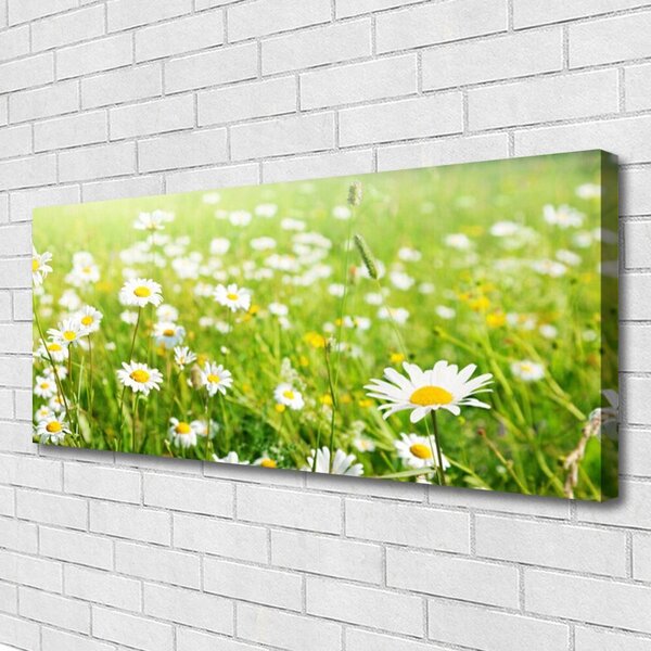 Tablou pe panza canvas Meadow Natura Alb Galben Margarete Verde