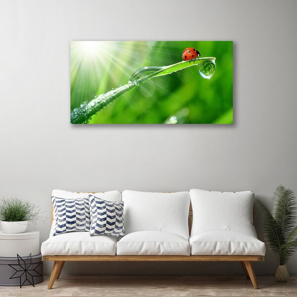Tablou pe panza canvas Iarbă Soare Beetle Natura Verde Alb Roșu Negru