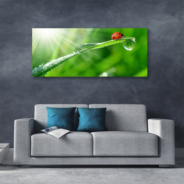 Tablou pe panza canvas Iarbă Soare Beetle Natura Verde Alb Roșu Negru
