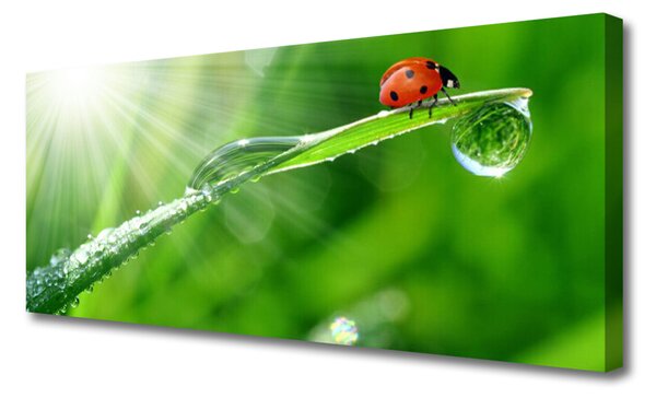 Tablou pe panza canvas Iarbă Soare Beetle Natura Verde Alb Roșu Negru
