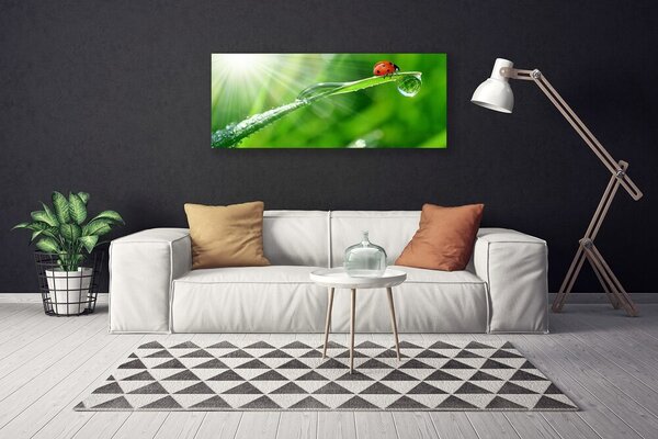 Tablou pe panza canvas Iarbă Soare Beetle Natura Verde Alb Roșu Negru
