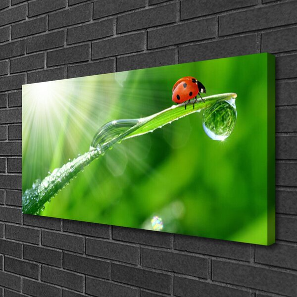 Tablou pe panza canvas Iarbă Soare Beetle Natura Verde Alb Roșu Negru