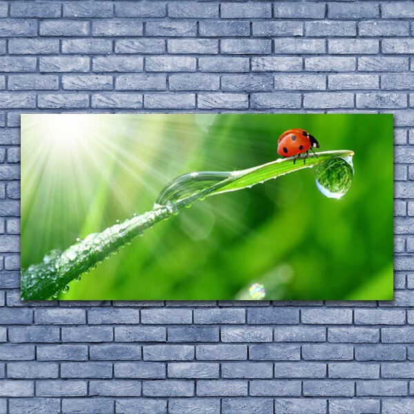 Tablou pe panza canvas Iarbă Soare Beetle Natura Verde Alb Roșu Negru