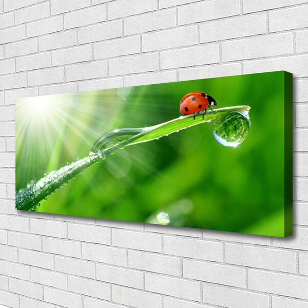 Tablou pe panza canvas Iarbă Soare Beetle Natura Verde Alb Roșu Negru