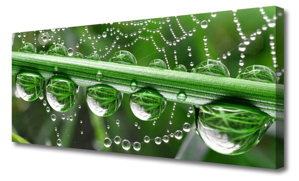 Tablou pe panza canvas Spider Web Dewdrops Floral alb