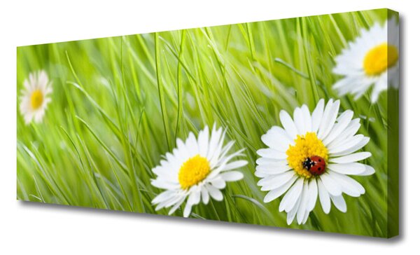 Tablou pe panza canvas Iarbă Margarete Natura Alb Verde