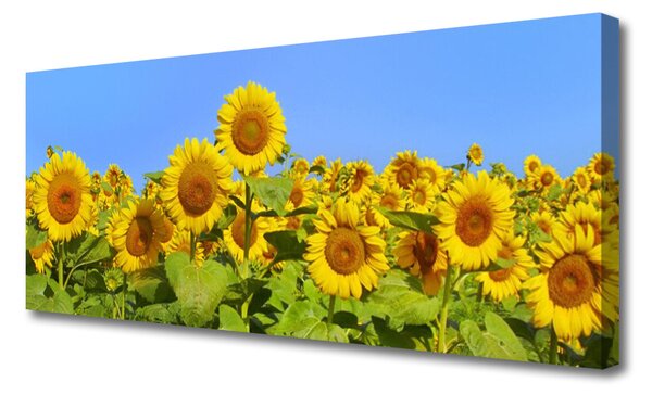 Tablou pe panza canvas Floarea soarelui Floral Galben Verde