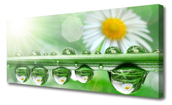Tablou pe panza canvas Dew Leaf Natura Verde Alb Margarete Galben