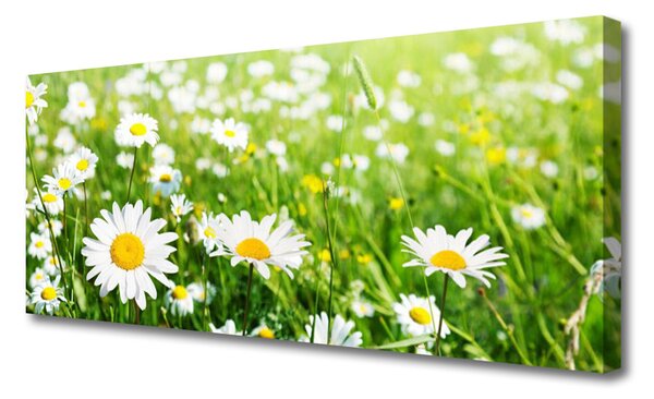 Tablou pe panza canvas Daisy Floral Alb Galben Verde