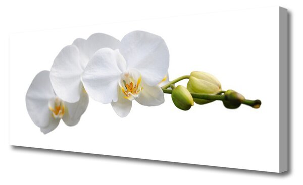 Tablou pe panza canvas Flori Floral alb