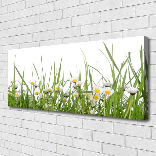 Tablou pe panza canvas Iarbă Margarete Natura Verde Alb Galben